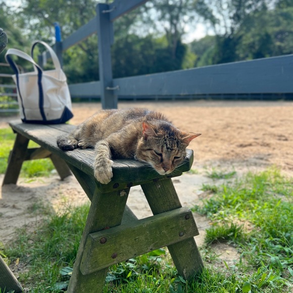 Meet your Posher, Caro - Picture 3 of 7